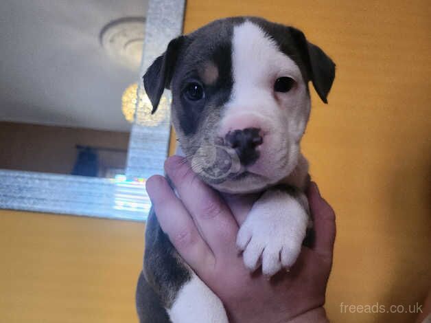 Staffy puppies for sale in Dumbarton, West Dunbartonshire - Image 2