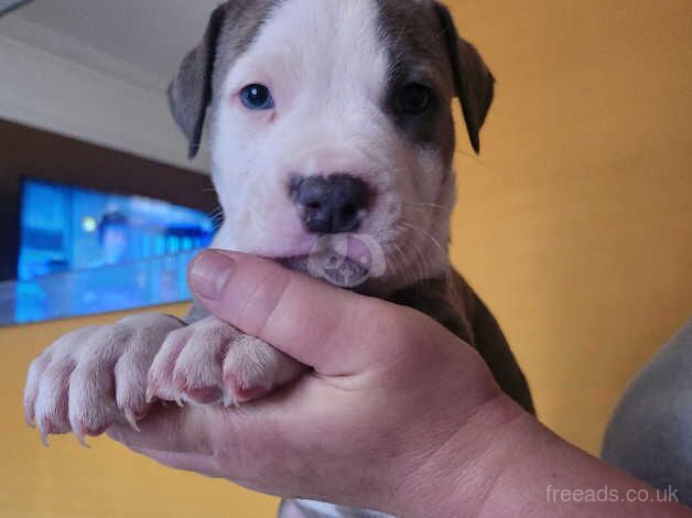 Staffy puppies for sale in Dumbarton, West Dunbartonshire - Image 3