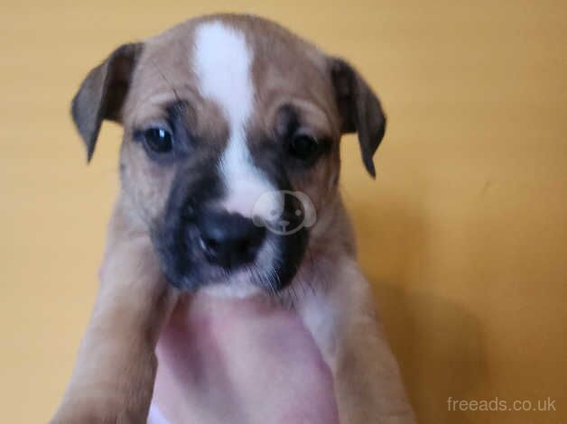 Staffy puppies for sale in Dumbarton, West Dunbartonshire - Image 5