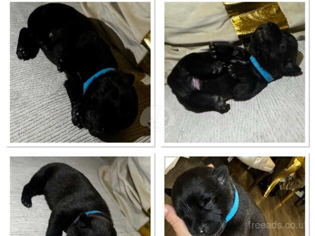 staffy puppies for sale in Great Ellingham, Norfolk - Image 2