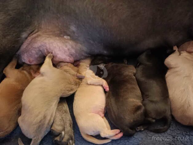 Staffy puppies for sale in Hartlepool, County Durham - Image 1