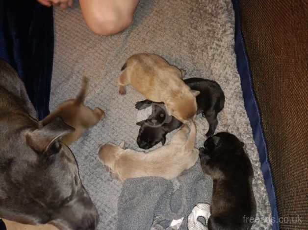 Staffie Puppies for sale in County Durham