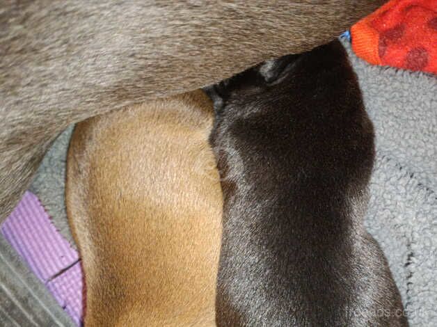 Staffy puppies for sale in Hartlepool, County Durham - Image 5