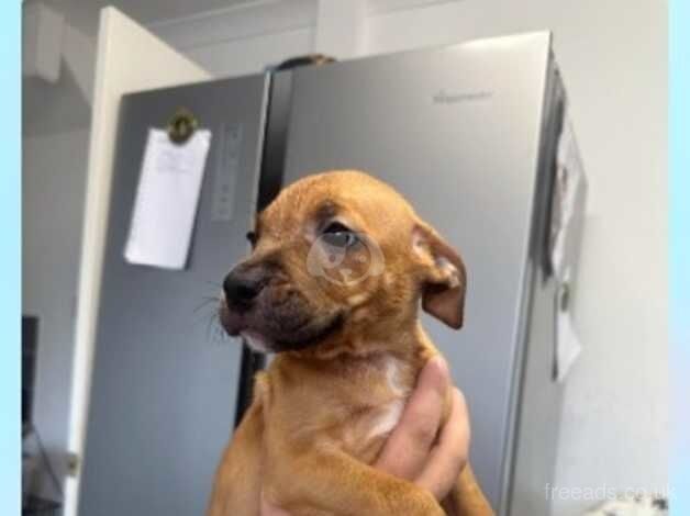 Staffy puppies ready to leave for sale in Ammanford/Rhydaman, Carmarthenshire