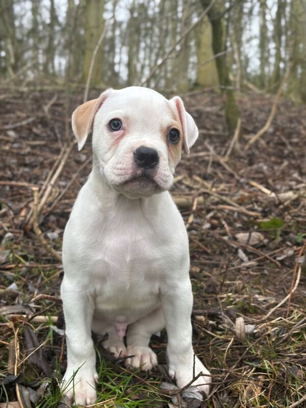 Staffy puppy for sale in Heathrow, London