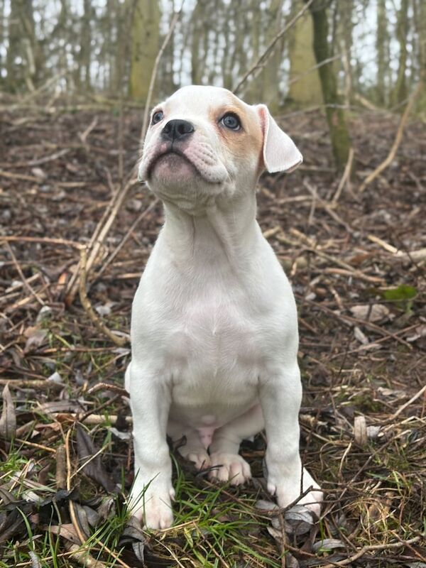 Staffy puppy for sale in Heathrow, London - Image 2