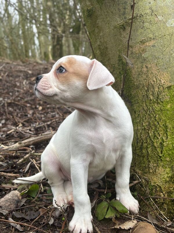 Staffy puppy for sale in Heathrow, London - Image 3