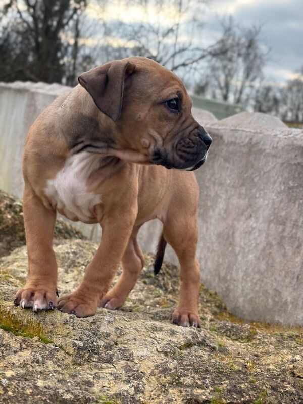 Staffie Puppies For Sale Under £1,000