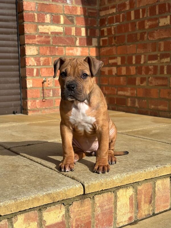 Staffy puppy for sale in Heathrow, London