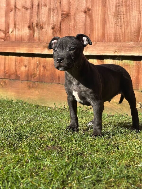 Staffy Puppy for sale in Heathrow, London