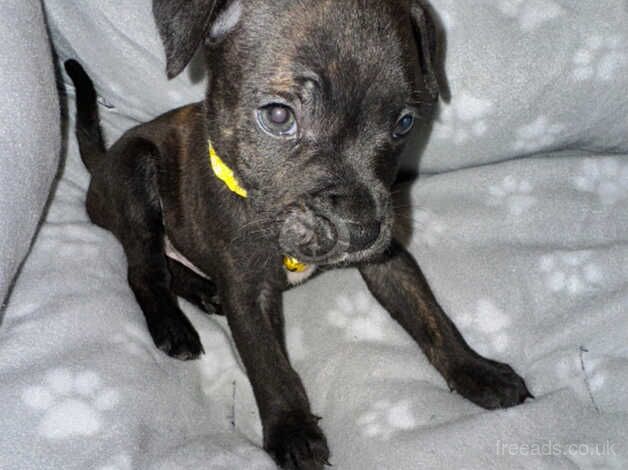 Staffy puppy for sale in Smethwick, West Midlands