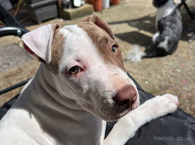 Staffy puppy for sale in Southampton, Hampshire - Image 1