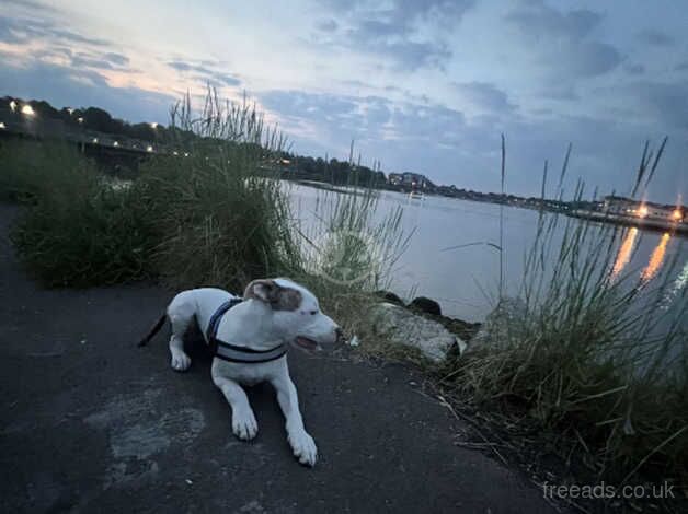 Staffy puppy for sale in Southampton, Hampshire - Image 4