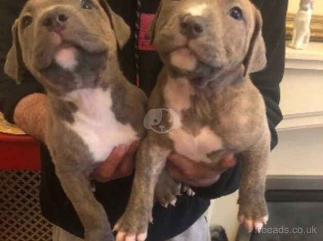 Staffy puppy's for sale in Birmingham, West Midlands