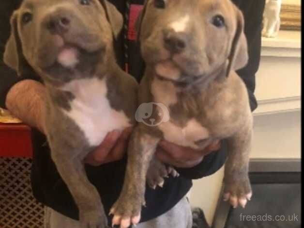 Staffordshire Bull Terriers for sale in Birmingham, West Midlands