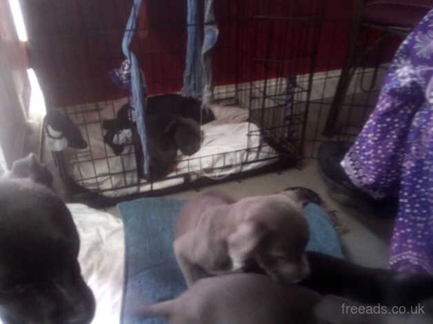 Staffy puppy's Ready to go for sale in Dorchester, Oxfordshire - Image 1