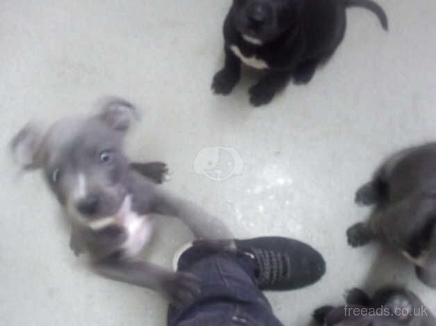 Staffy puppy's Ready to go for sale in Dorchester, Oxfordshire - Image 2