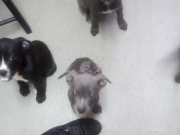 Staffy puppy's Ready to go for sale in Dorchester, Oxfordshire - Image 3