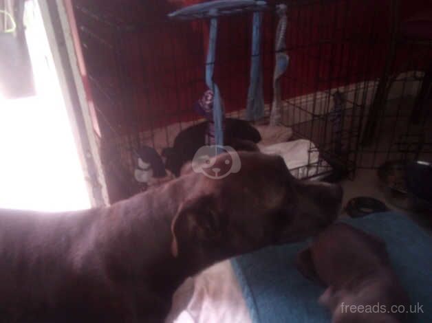 Staffy puppy's Ready to go for sale in Dorchester, Oxfordshire - Image 4