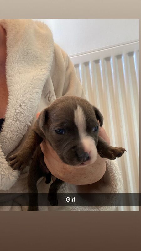 Staffy pups for sale in Maryport, Cumbria