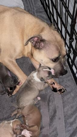 STAFFY PUPS - 5 girls, 3 boys for sale in Fleetwood, Lancashire - Image 1