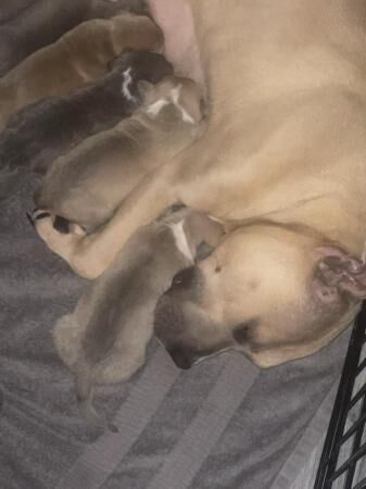STAFFY PUPS - 5 girls, 3 boys for sale in Fleetwood, Lancashire - Image 2