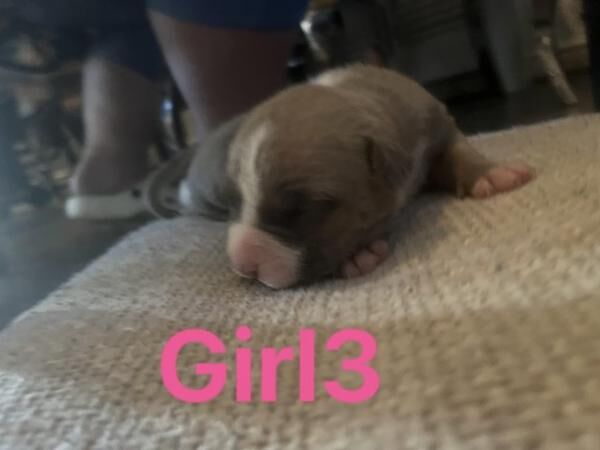 STAFFY PUPS - 5 girls, 3 boys for sale in Fleetwood, Lancashire - Image 3