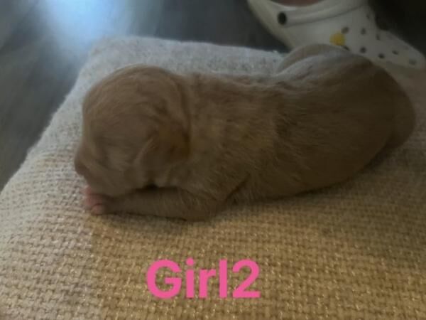 STAFFY PUPS - 5 girls, 3 boys for sale in Fleetwood, Lancashire - Image 4