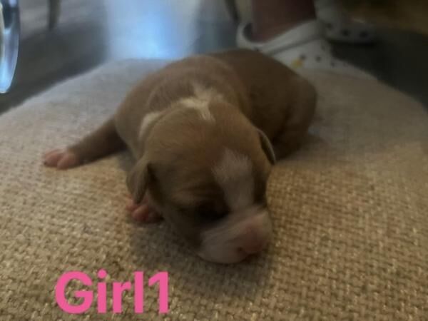 STAFFY PUPS - 5 girls, 3 boys for sale in Fleetwood, Lancashire - Image 5