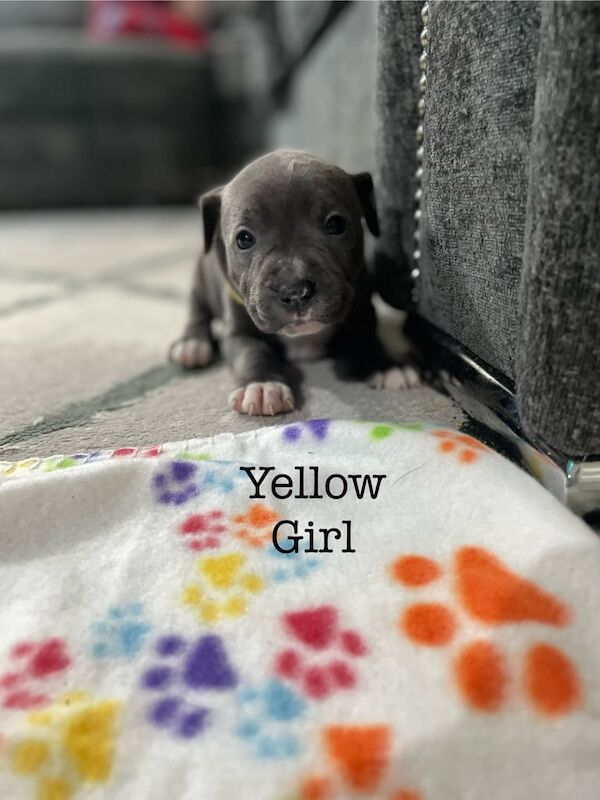 Staffy pups for sale in Limavady, Limavady - Image 2