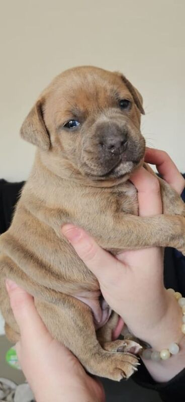 Staffy pups for sale in Dumbarton, Dunbartonshire - Image 1