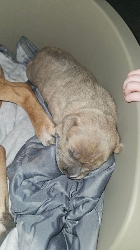 Staffy pups for sale in Dumbarton, Dunbartonshire - Image 2