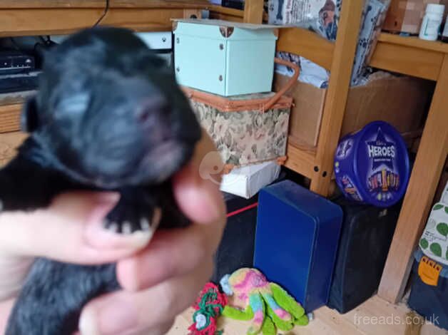 Staffy pups for sale in Louth, Lincolnshire - Image 4