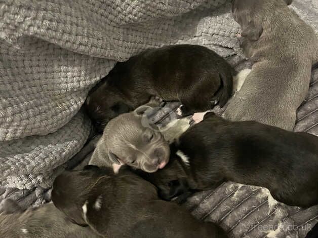 Staffy pups for sale in Alloa, Clackmannanshire