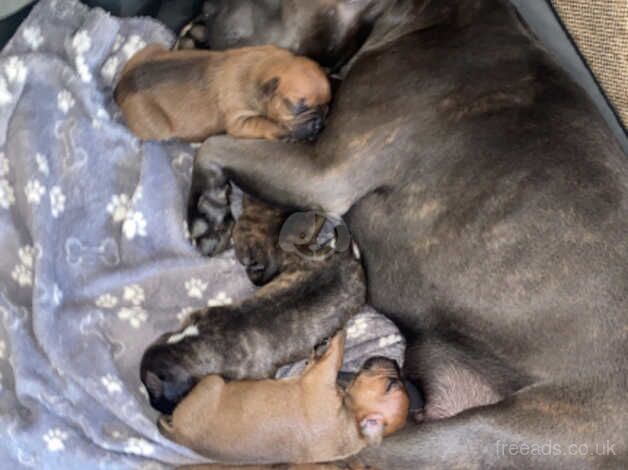 Staffy pups for sale in Ballymena, Ballymena