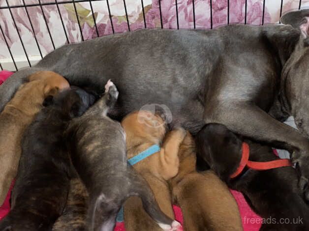 Staffy pups for sale in Ballymena, Ballymena