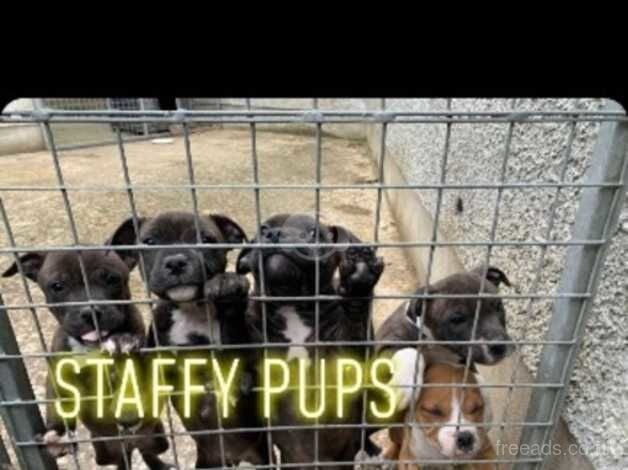 Staffy pups for sale in Craigavon - Image 5