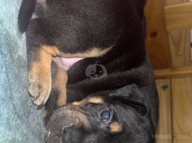 Staffy pups for sale in Bridgend, Ceredigion