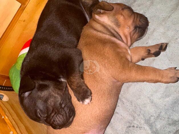 Staffie Puppies for sale