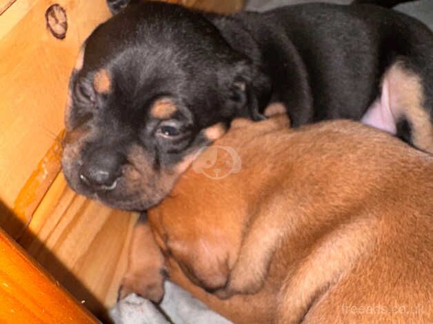 Staffy pups for sale in Bridgend, Ceredigion - Image 5