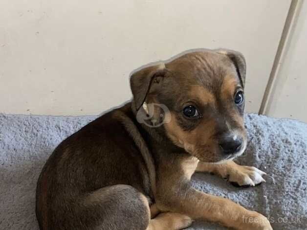 Staffy pups for sale in Edinburgh, City of Edinburgh - Image 1