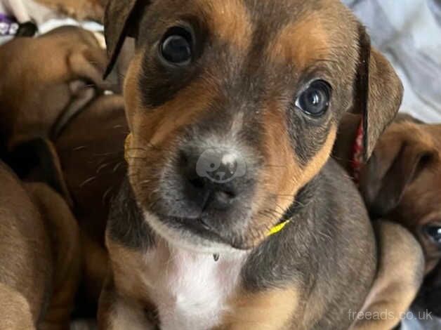 Staffy pups for sale in Edinburgh, City of Edinburgh - Image 4