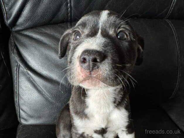 Staffy pups for sale in Magherafelt