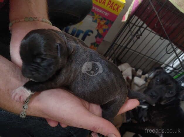 Staffy pups for sale in Wakefield, West Yorkshire