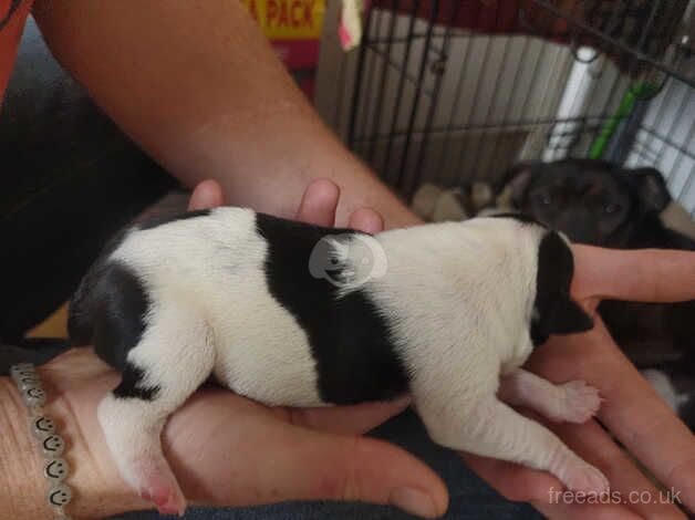 Staffie Puppies for sale in West Yorkshire