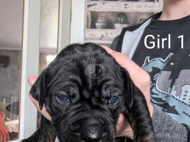 Staffy x Alapaha Blueblood bulldog for sale in Coventry, West Midlands - Image 3