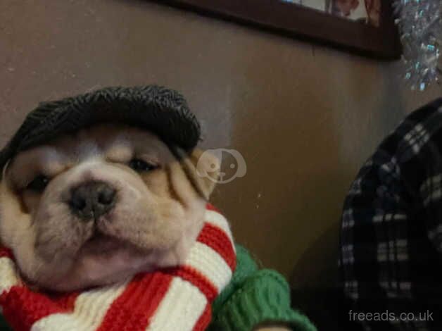 Staffy x British bulldog for sale in Derby, Derbyshire