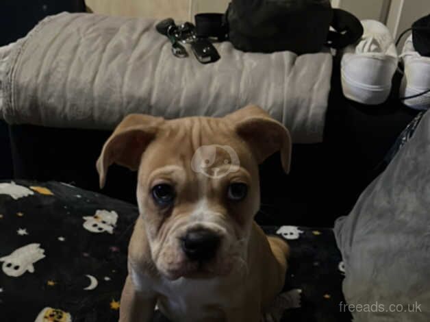 Staffy x British bulldog for sale in Derby, Derbyshire - Image 2