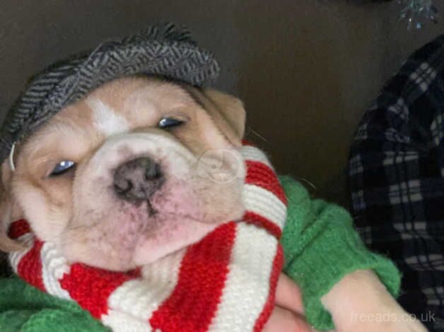 Staffy x British bulldog for sale in Derby, Derbyshire - Image 3