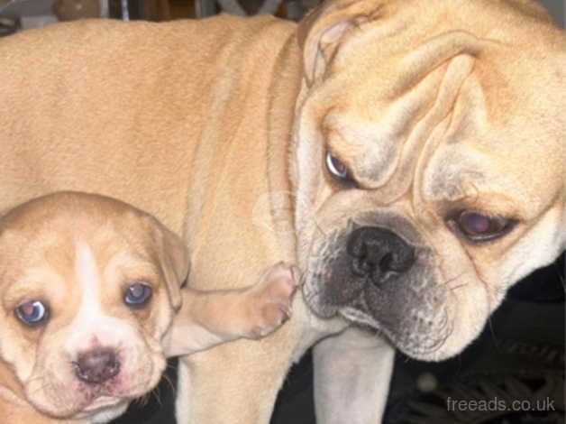 Staffy x British bulldog for sale in Derby, Derbyshire - Image 5